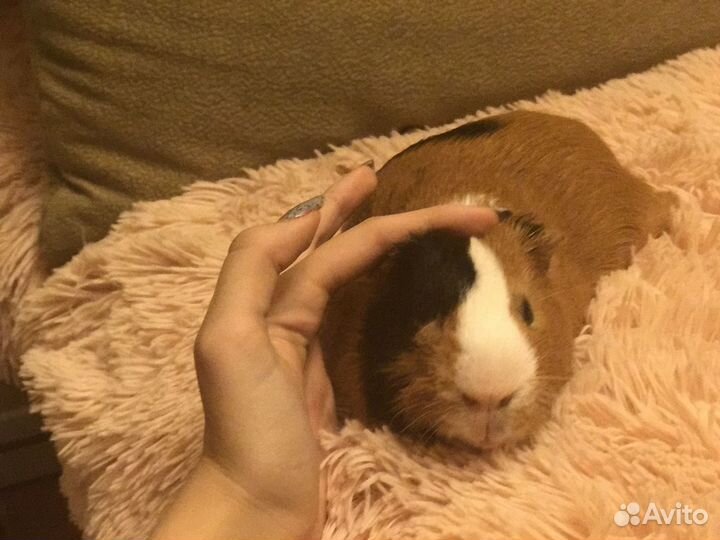 Передержка животных