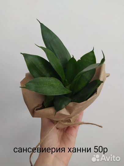 Комнатные растения