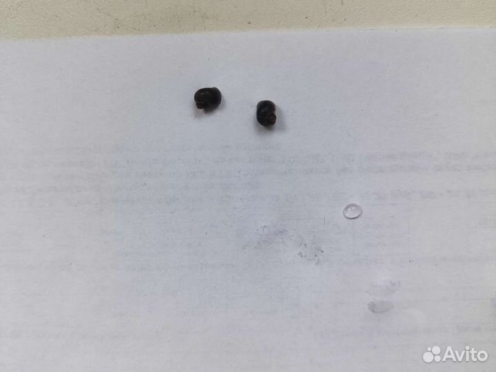 Продам улиток