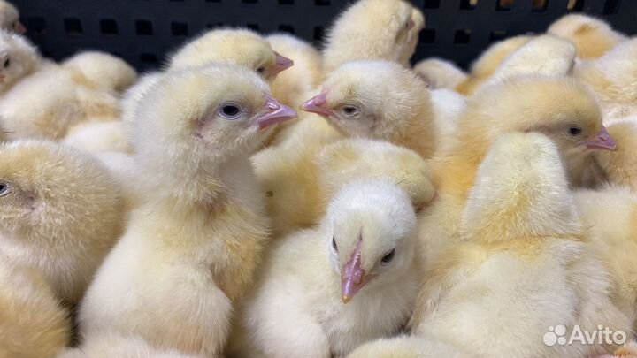 Бройлеры суточные в ст. Варениковской