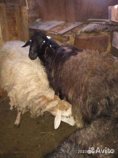 Овцы бараны