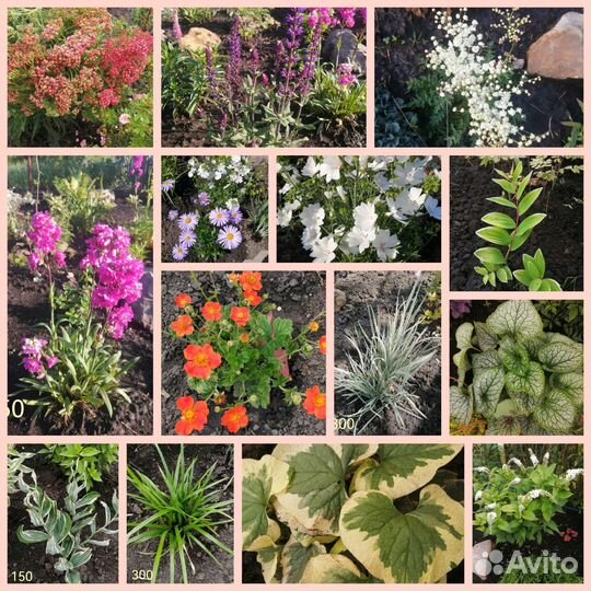 Многолетние цветы