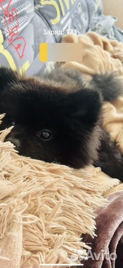 Померанский шпиц мини вязка