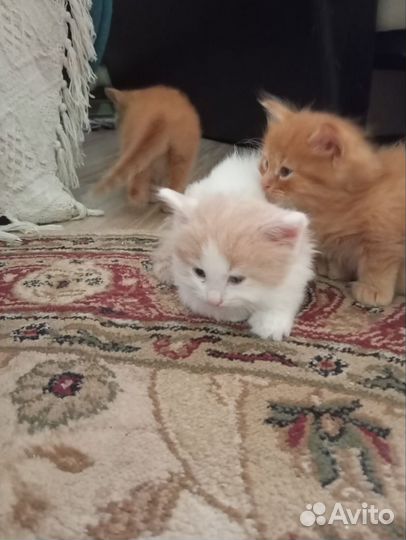 Кошки в добрые руки