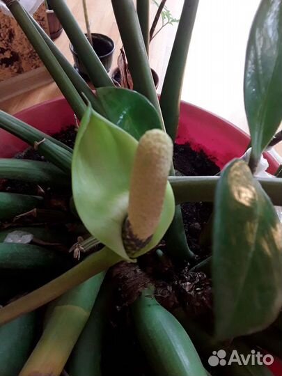 Замиокулькас большой цветущий