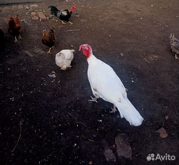 Индюк самец