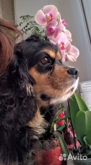 Вязка американский спаниель