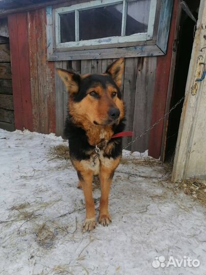 Немецкая овчарка