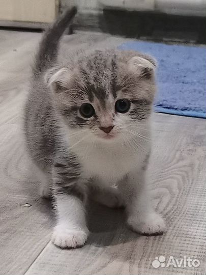 Продам шотландских котят