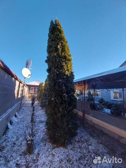 Туя смарагд