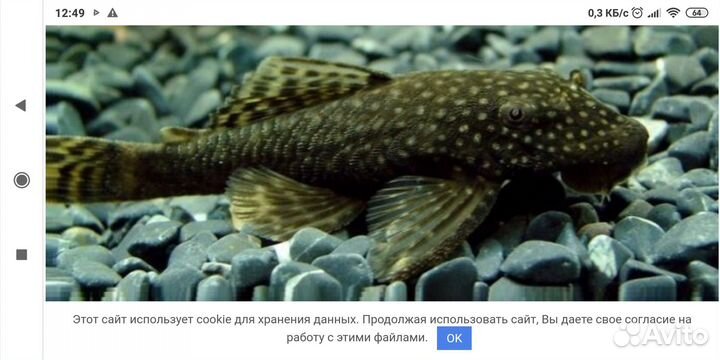 Сом анциструс