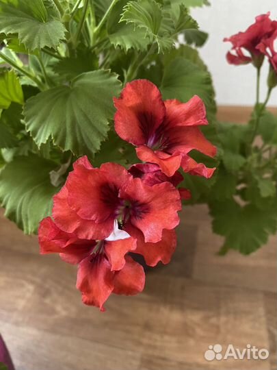 Пеларгония герань