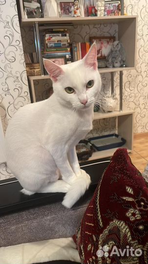 Отдам белую кошку