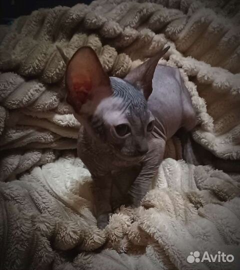 Канадский сфинкс котенок