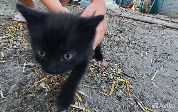 Котёнок в дар