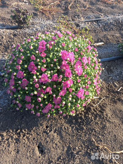 Хризантема мультифлора