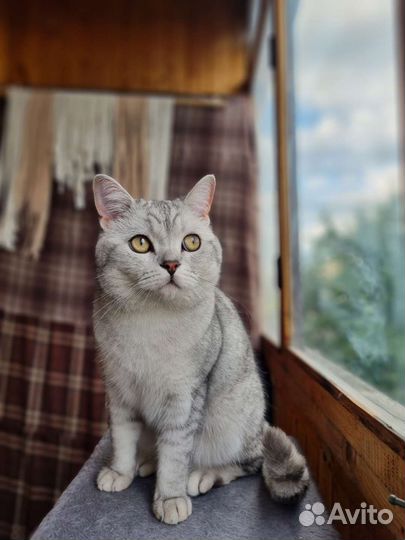 Передержка в семью одним животным