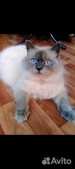 Котята Шотландские и Британские