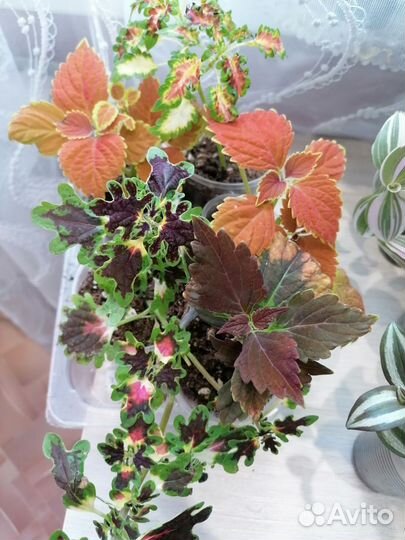 Колеусы вегетативные