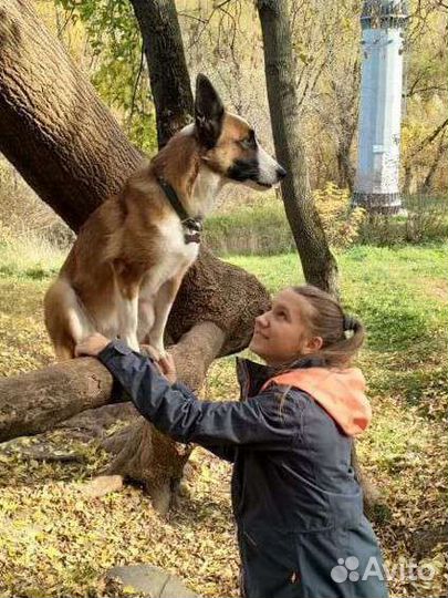 Помогу с питомцами выгульщик