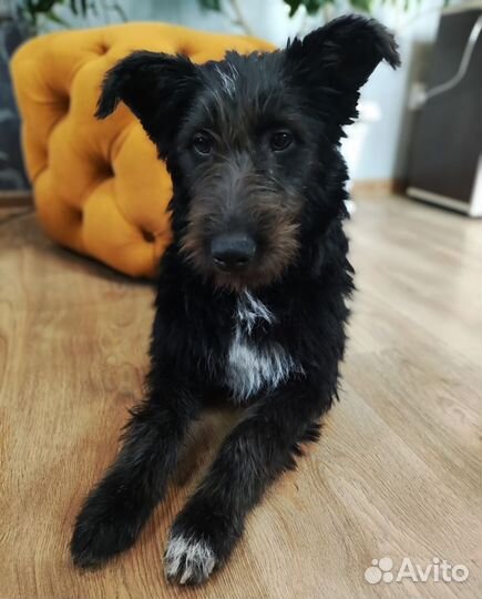 Дарю собаку