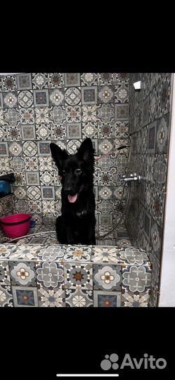 Немецкая овчарка черная длинношерстная