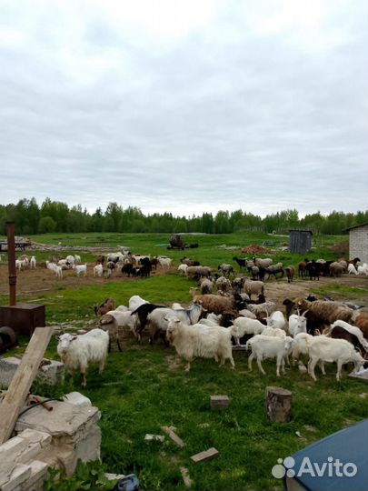 Овцы бараны ягнята
