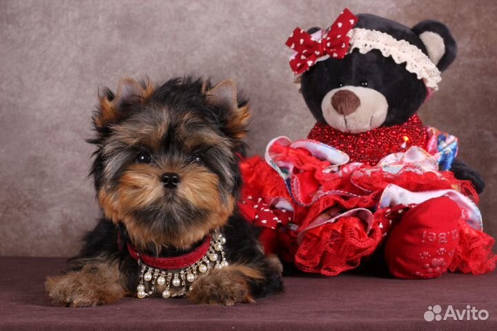 Йоркширская мелкая красотка Клеопатра РКФ