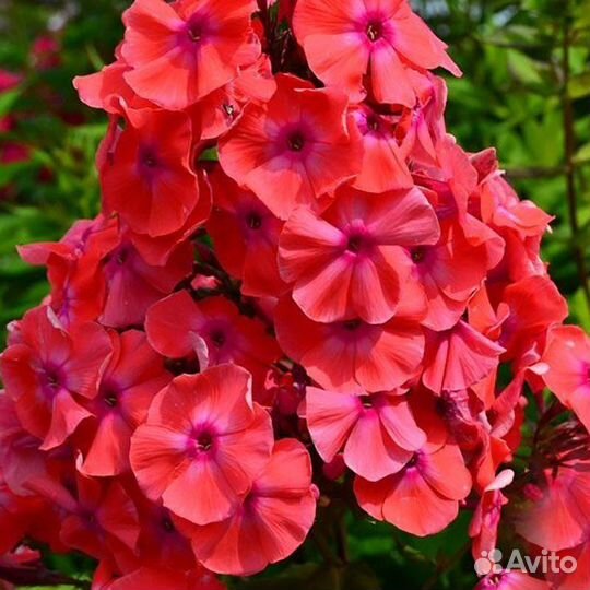 Флокс метельчатый