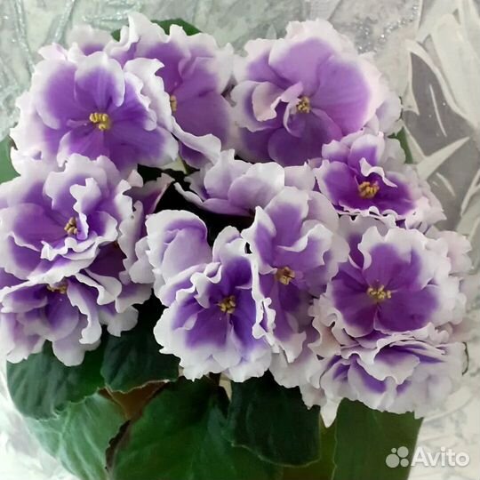 Выставка фиалок