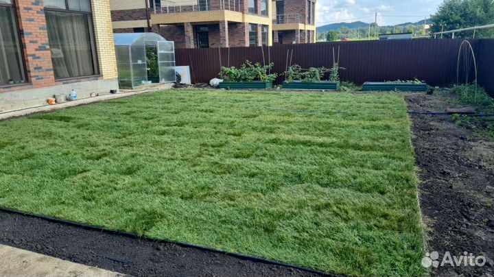 Рулонный газон с доставкой