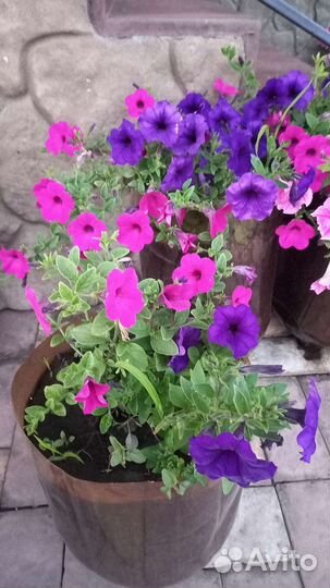 Петуния ампельная в кашпо