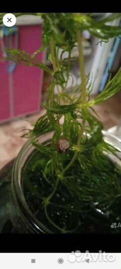 Растения для аквариума и улитки