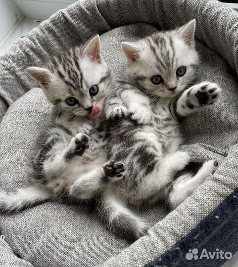 Шотландские котята