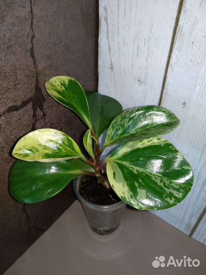 Алоэ, Пеперомии и другие