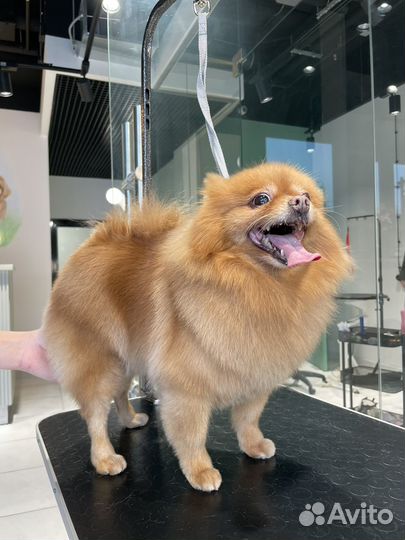 Модель на груминг