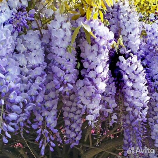 Глициния китайская