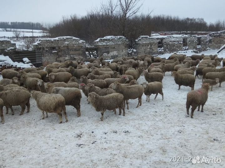 Баранина,Овцы Куйбышевские чистопородные