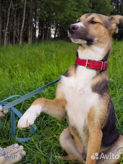 Щенок мальчик 7 месяцев