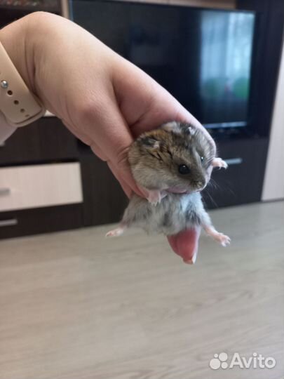 Хомяки,джунгарики