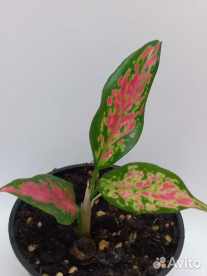 Аглаонема strawberry baby