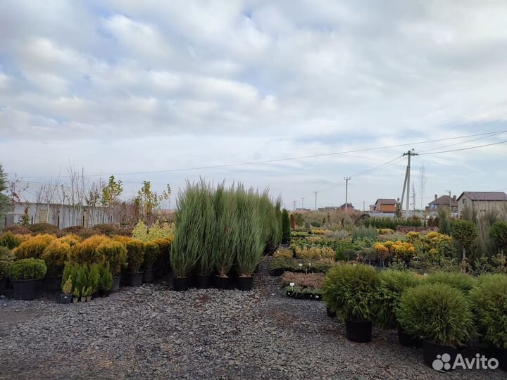 Ель колючая Супер Блю Сиблинг (Голубая)