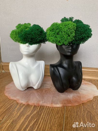 Стабилизированный мох в кашпо lady