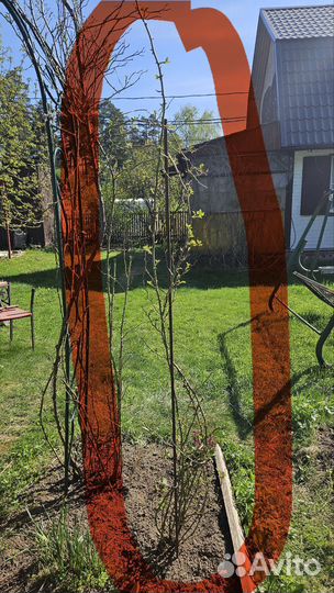 Роза плетистая