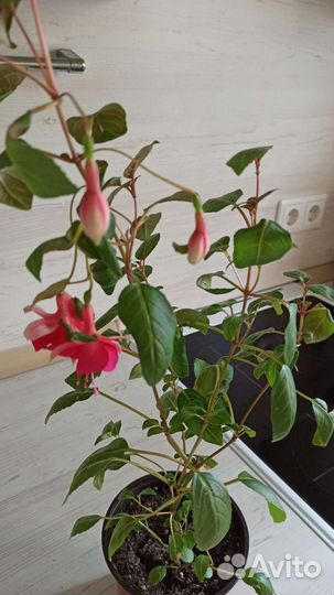 Фуксия магелланская