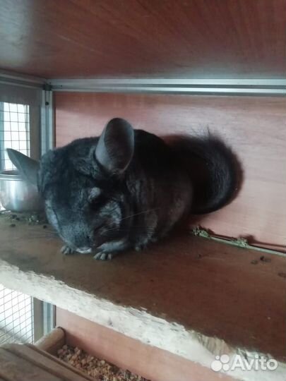 Шиншилла н кпа