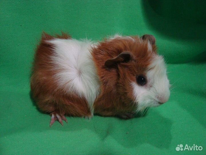 Морские свинки