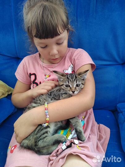 Кошки в добрые руки бесплатно