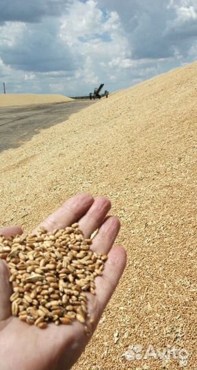 Зерно пшеница ячмень