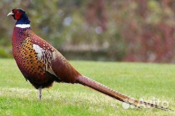 Фазаны Серебристые, Румынские ушастые, Охотничьи